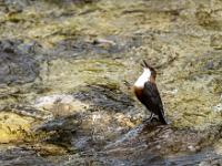 Wasseramsel Männchen beim Balzgesang in der Prien